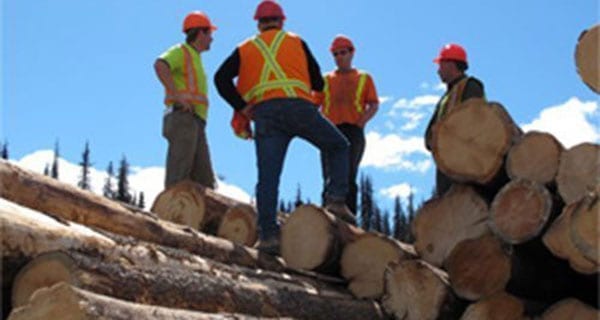 Tough first half of the year for Alberta forestry sector