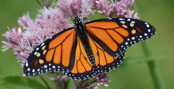 Surefire ways to find out if you’re a naturalist Surefire ways to find out if you’re a naturalist