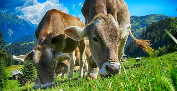 cattle farming cows agriculture Brexit could boost Canada’s ag industry by billions