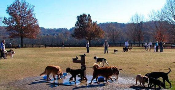 Dogs in off-leash dog park Why won’t you clean up after your dog?