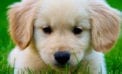 Golden retriever pup A pet brings many upsides. But inevitably there is loss too