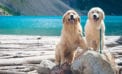 Golden retrievers at the lake Alberta park closures a profound betrayal of trust