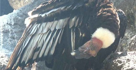 california condor California condor back from the brink