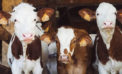 Job rebound sluggish in Canada’s agri-food sector Job rebound sluggish in Canada’s agri-food sector