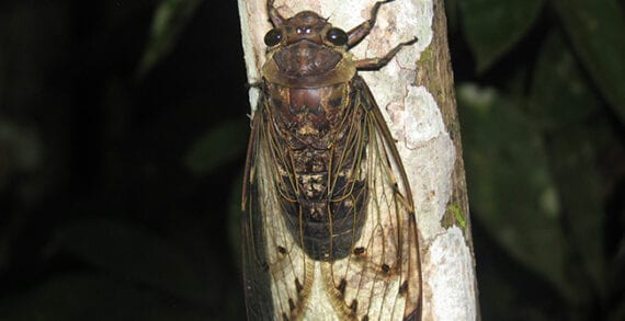 Cicada Serenaded by cicadas