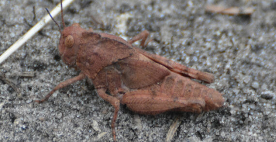crickets and grasshoppers, sing, temperature Crickets, grasshoppers, songs and heatwaves