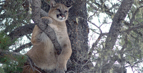 cougar U of A Cougars respond to roads based on traffic, topography, time of day