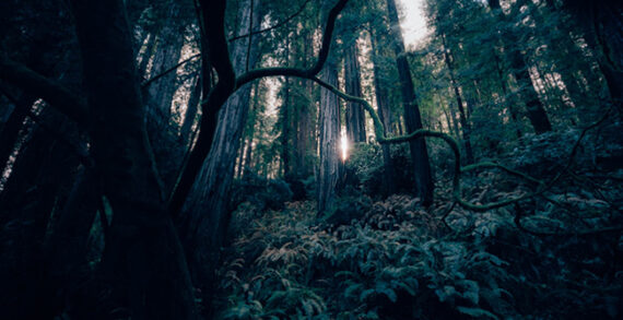forest floor trees Soil fungi act like a support network for trees: study