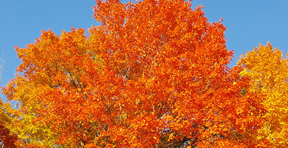 Heritage Tree autumn fall How trees produce spectacular autumn colours