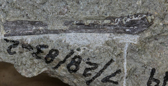 Daspletosaurus horneri tyrannosaurs fossil dinosaur Scientists unearth first baby tyrannosaur fossils ever found