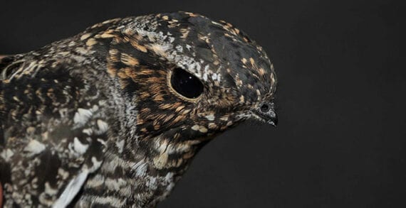 bird hawk nighthawk wildlife Tracking common nighthawks to shed light on declining populations