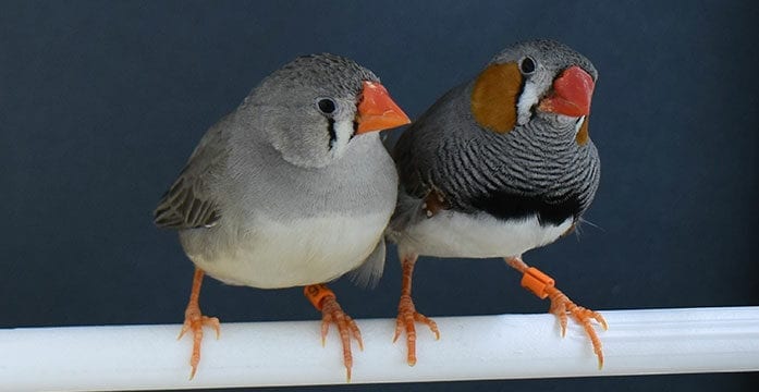 zebra finch birds How zebra finches choose materials for their nests