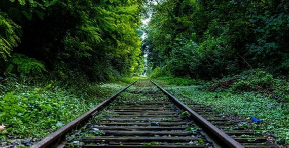 rail train transport environment Researchers pinpoint where wildlife most likely to be killed by trains