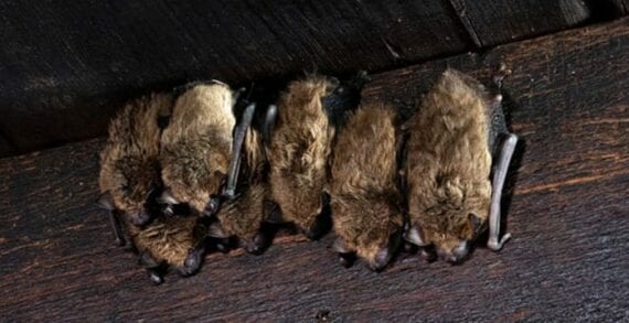 bats ‘Germ hunters’ discover rare lung disease in rural Alberta