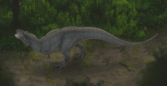 Artists reconstruction of a tyrannosaur Study sheds new light on how huge carnivorous dinosaurs moved