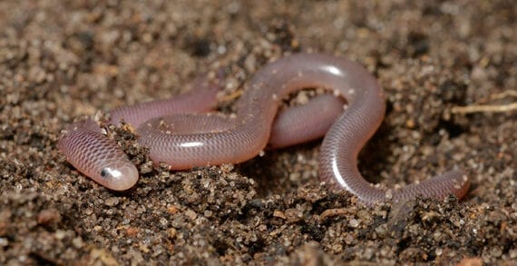 u of a folio modern blindsnakes research Snake jaw structure yields new understanding of evolutionary origins