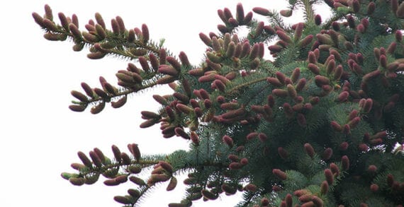 black spruce pine cones The elegant and essential cones of coniferous trees