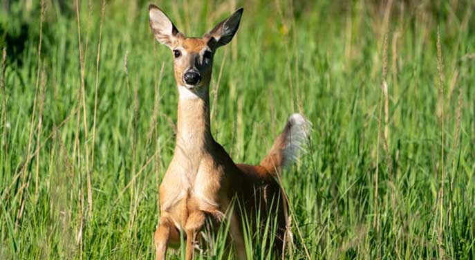 Preventing transmission of chronic wasting disease in white-tailed deer