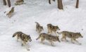 wolves, wolf My close and unforgettable encounters with wolves