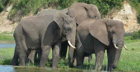 elephants nature wildlife animals What’s in a name when it comes to groups of animals?