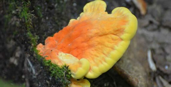 mushroom Fungi fundamentals: the truth about mushrooms