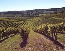 With Cognac, it’s all about terroir With Cognac, it’s all about terroir