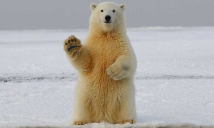 Canada’s Arctic sovereignty claims ring hollow