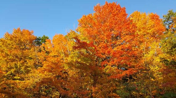 autumn fall nature seasons trees Seasons come and go, but where did they get their names?
