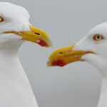 Seagulls swiping your lunch? Get seagull insurance